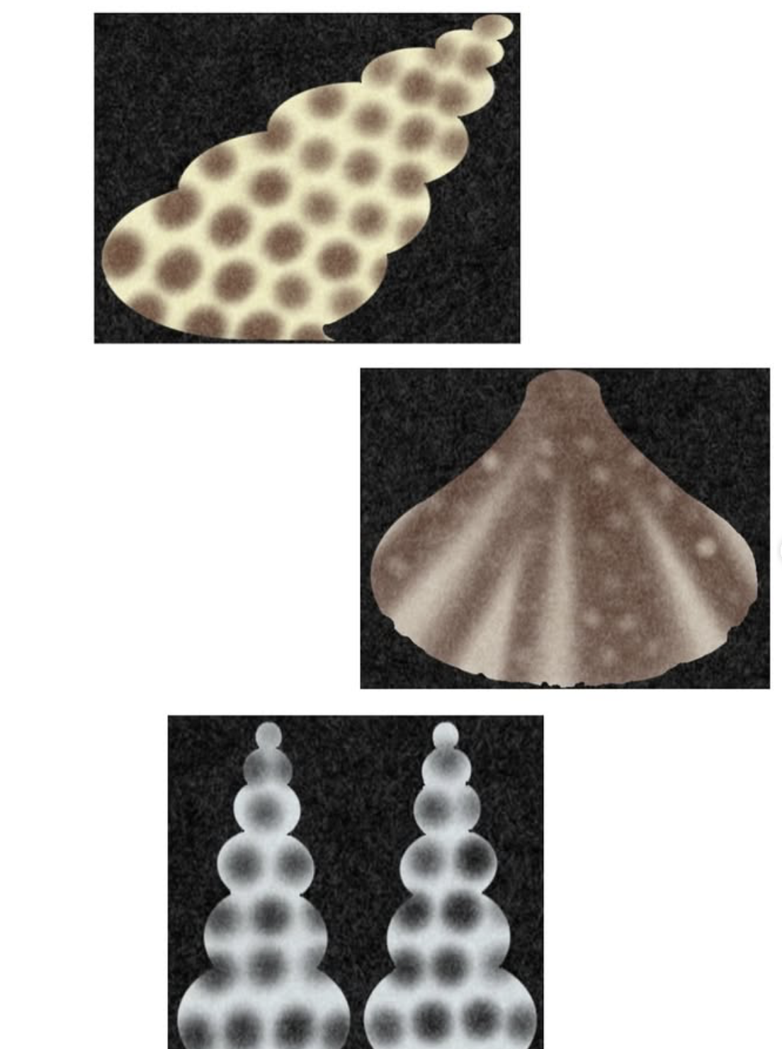 Seashells (2025)